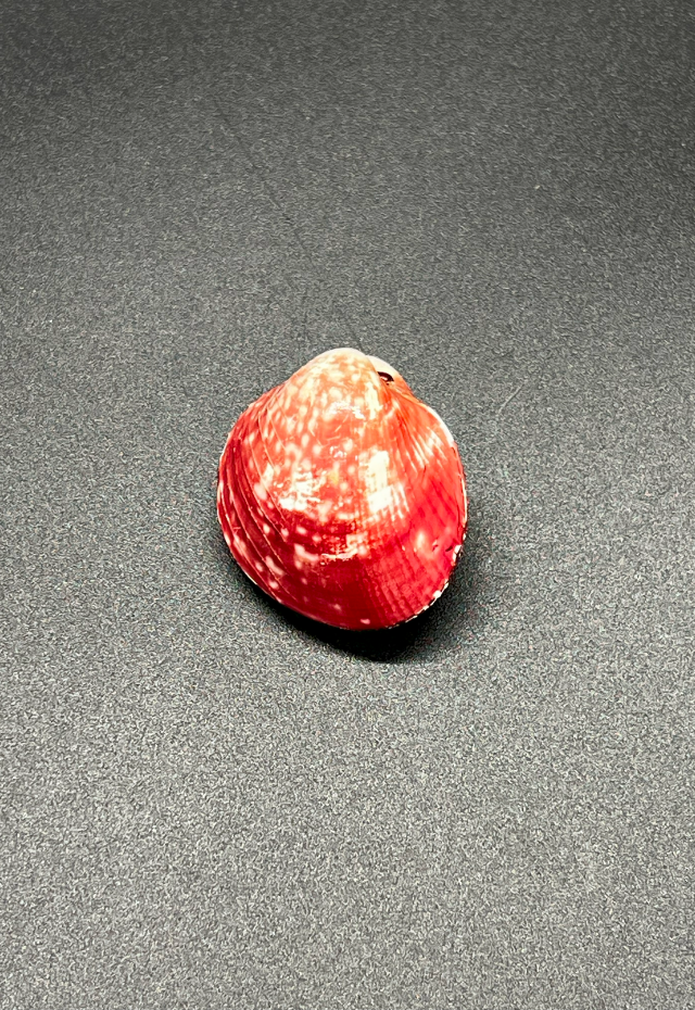Cardium Lyratum, Philippines