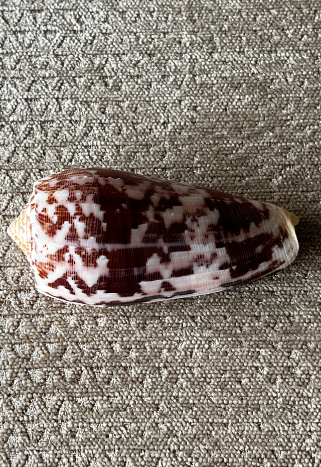 Conus Striatus, Philippines