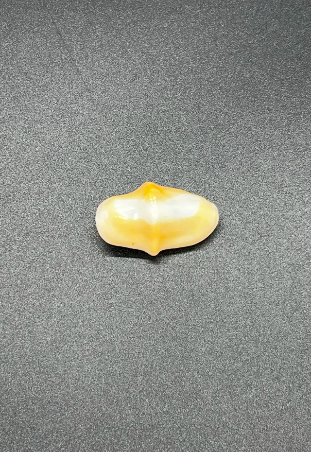 Cyphoma Gibbosum, Haiti