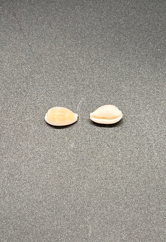 Cypraea Clandestina, Philippines