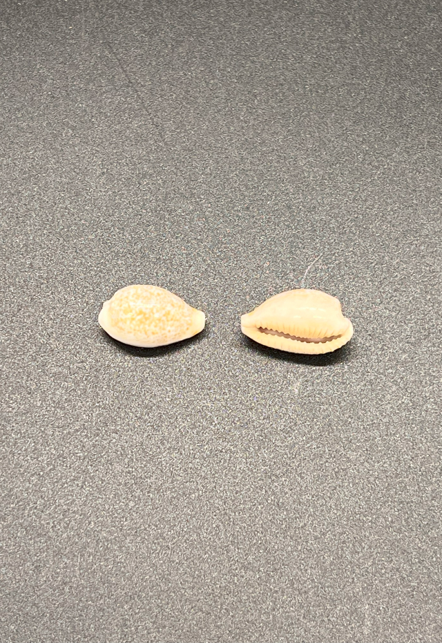 Cypraea Dayritiana, Philippines