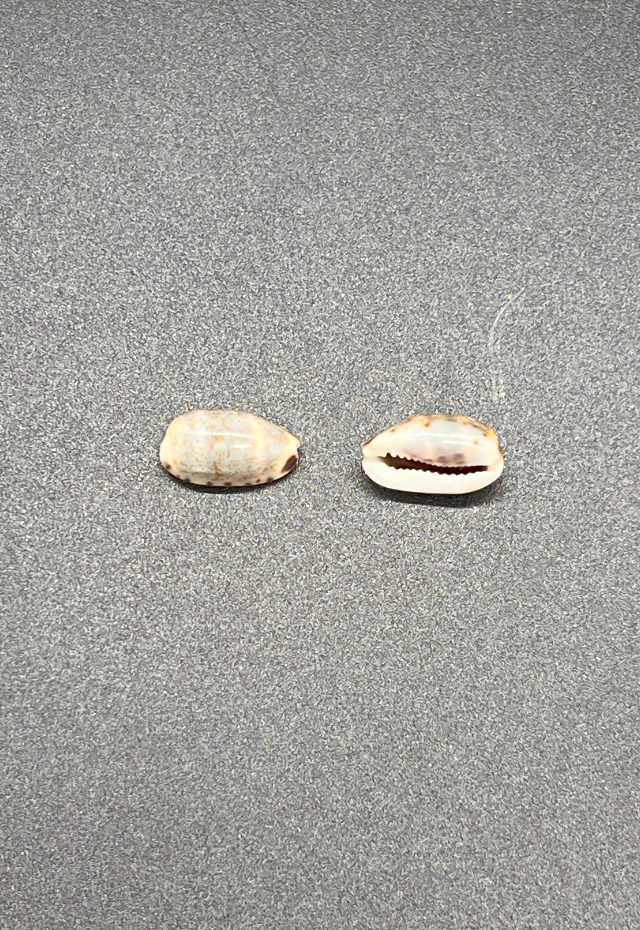 Cypraea Felina, Philippines