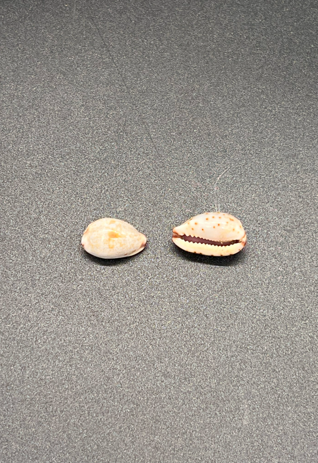 Cypraea Gracilis, Philippines