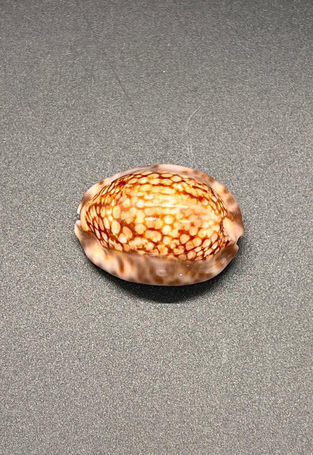 Cypraea Maculifera, Philippines