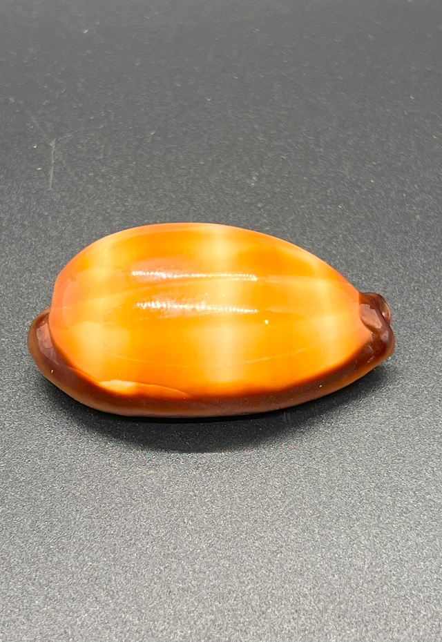 Cypraea Talpa, Philippines
