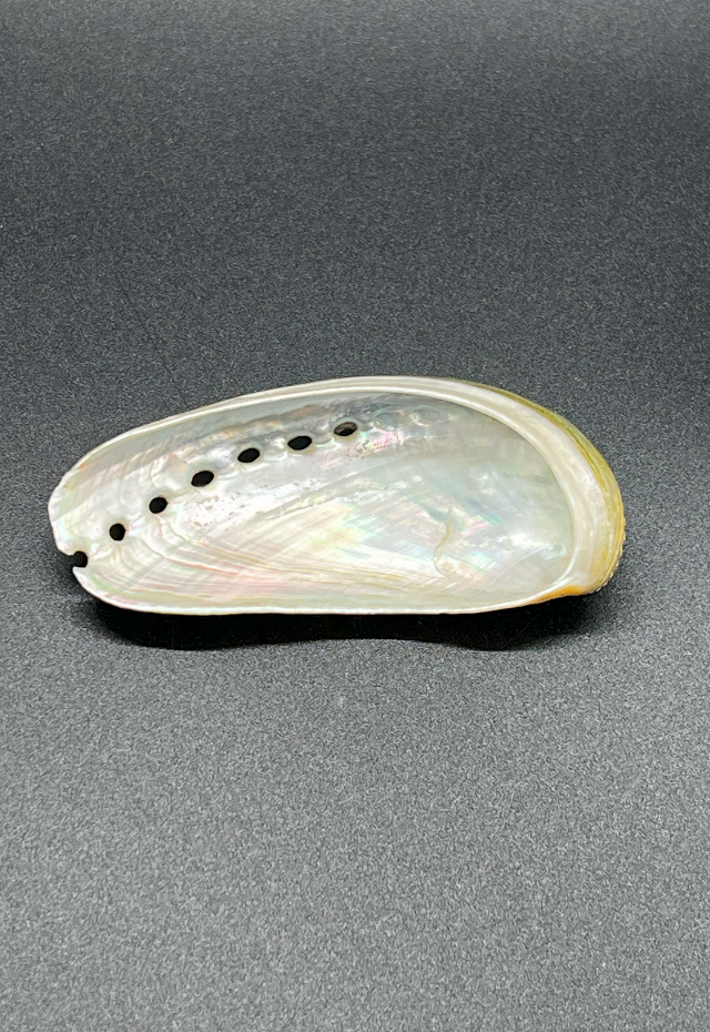 Haliotis Asinina, Philippines