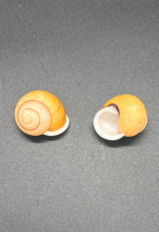 Helicostyla Sphaerica, Philippines