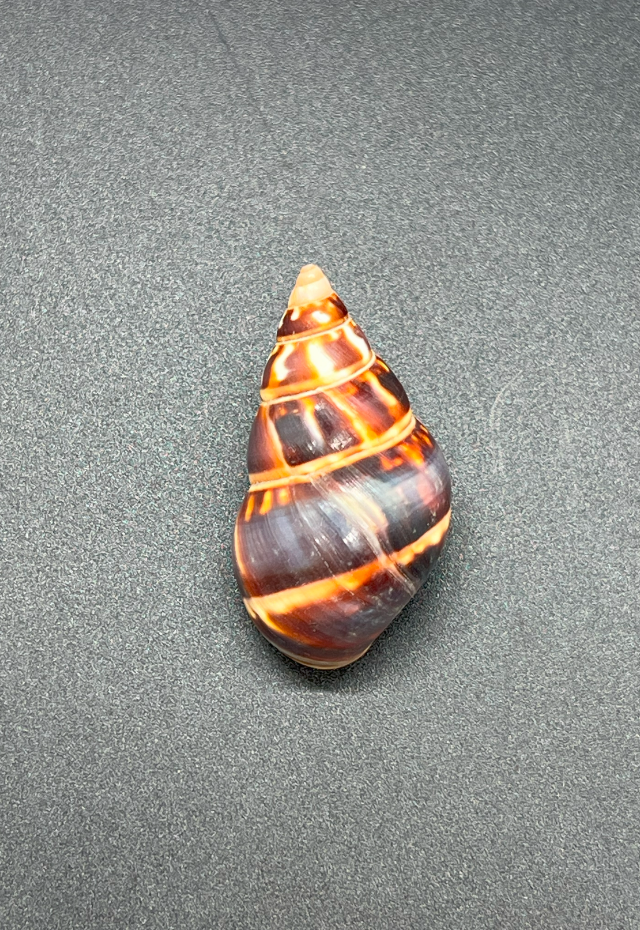 Liguus Fasciatus, Florida