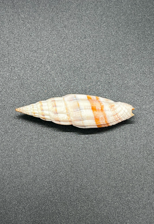 Mitra Dennisoni, Philippines