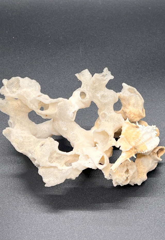 Murex Herasei with Sponge, Philippines