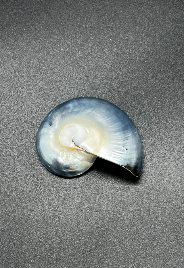 Nautilus Half Cut Blue Singles