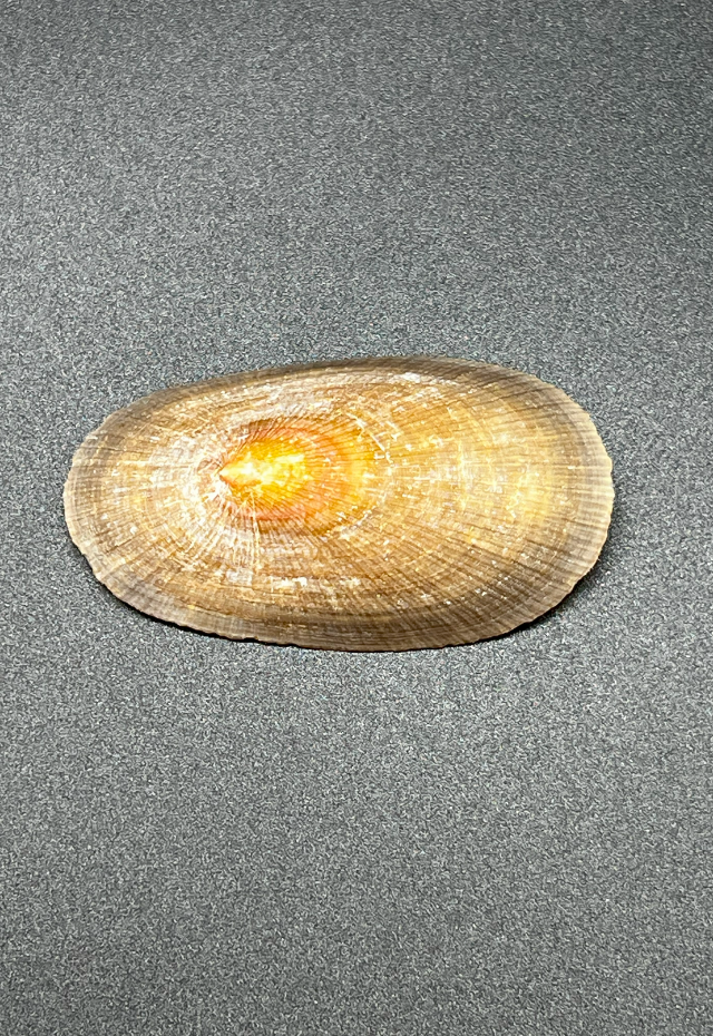 Patella Compressa, South Africa