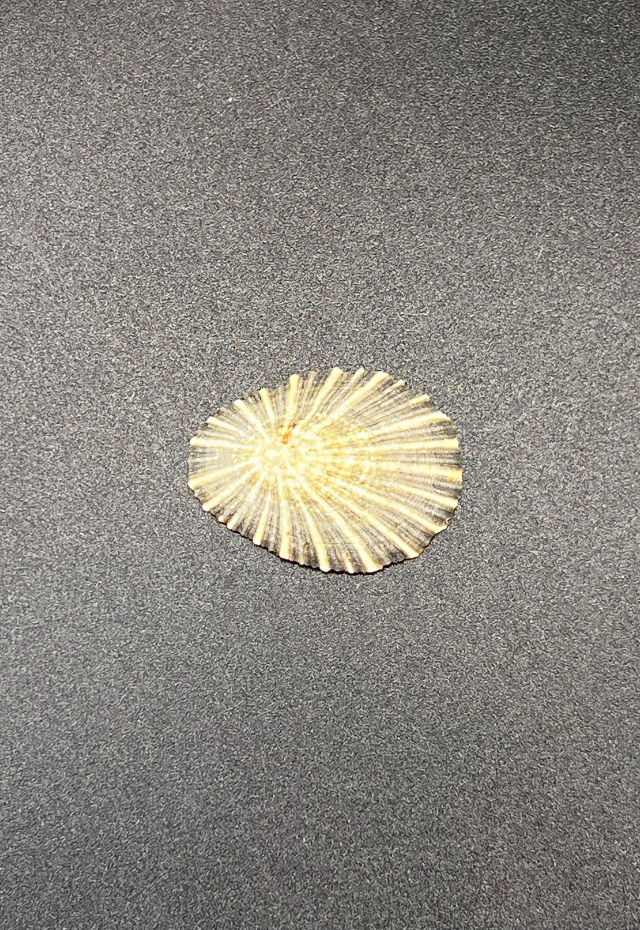 Patella Variabilis. South Africa