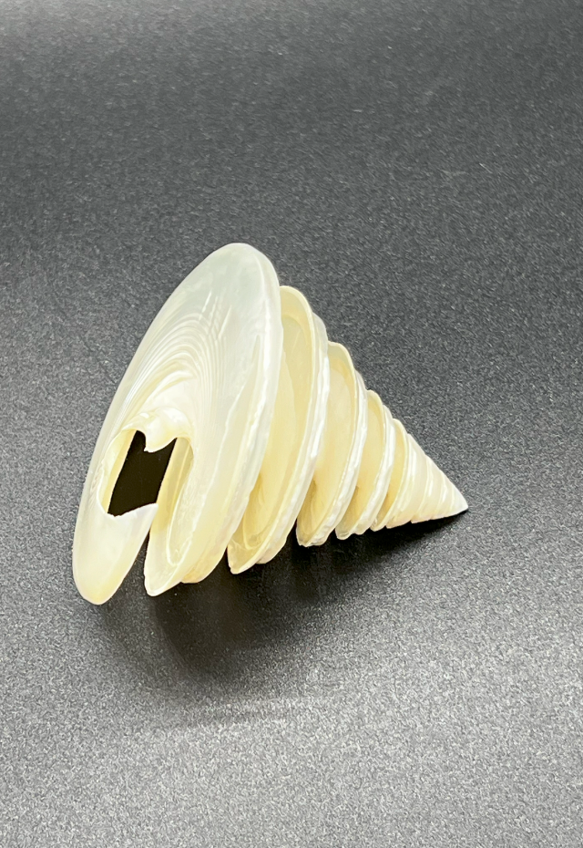 Pearlized Tectus Pyramis Spiral Cut, Philippines