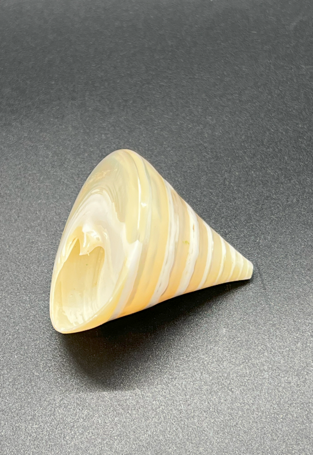 Pearlized Troca Niloticus, Philippines