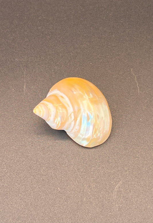 Pearlized Turbo Chrysostomus, Philippines