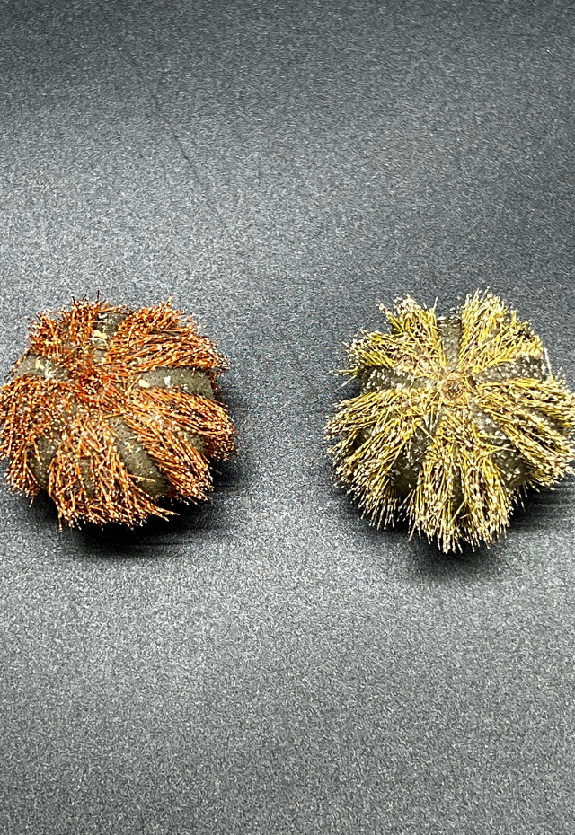 Pin Cushion Urchin (Tripneustes Gratilla), Philippines