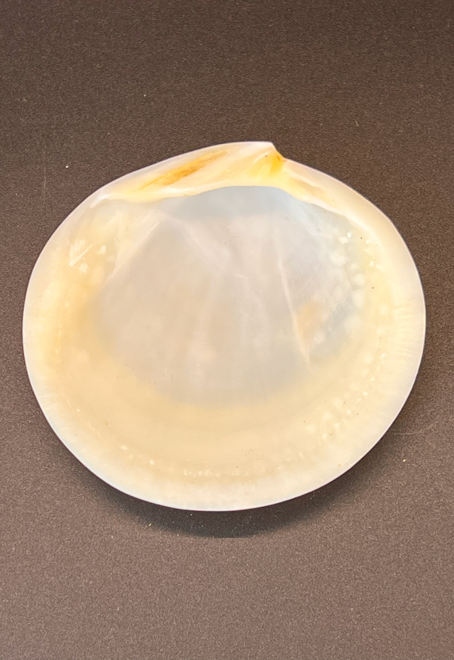 Polished Codaika Halves, Philippines