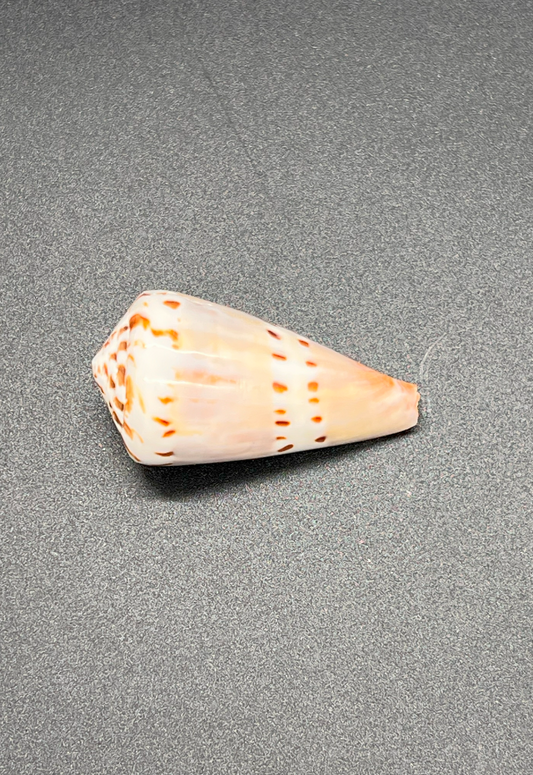 Polished Conus Capitaneous, Philippines