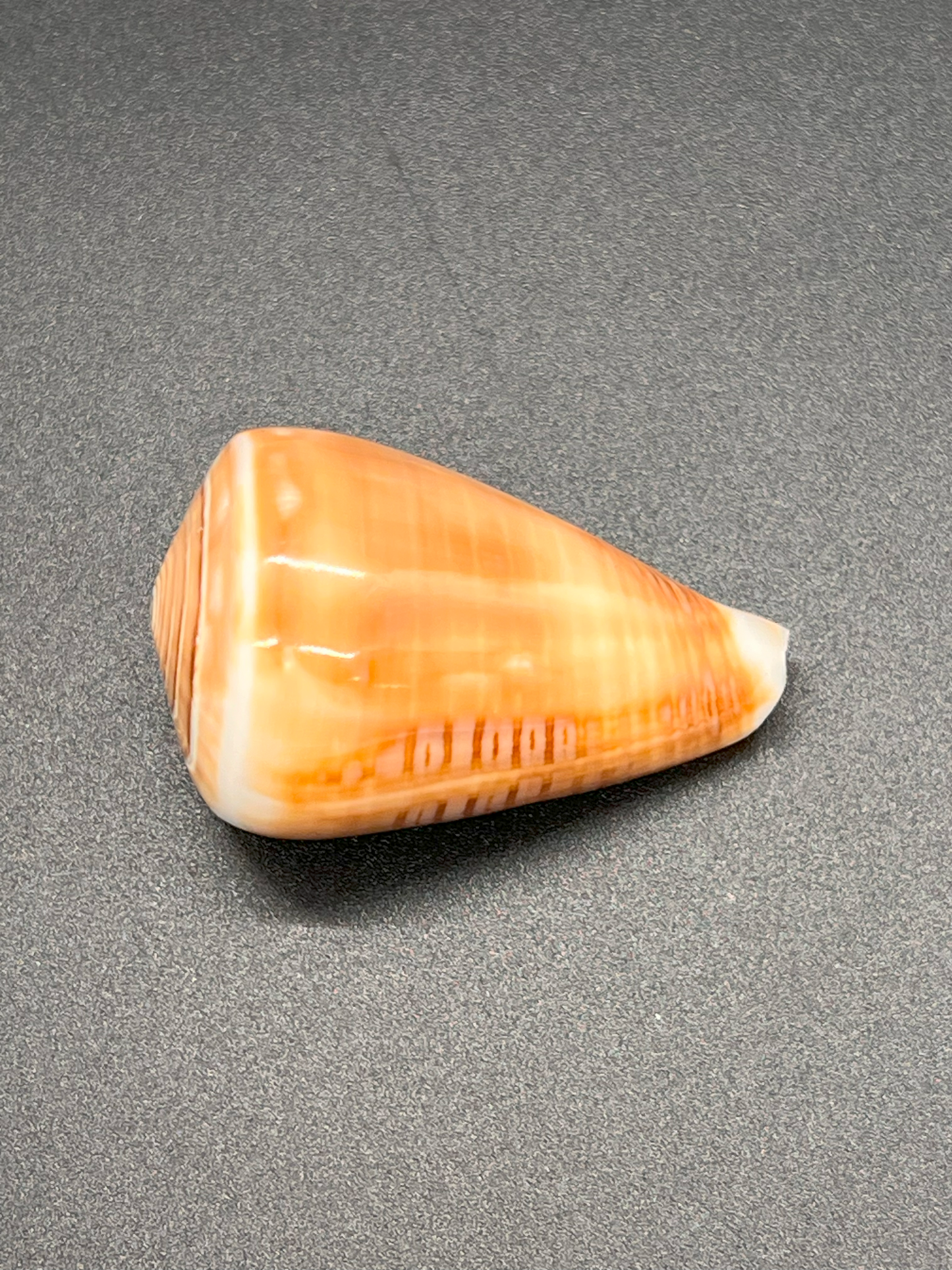 Polished Conus Figulinus, Philippines