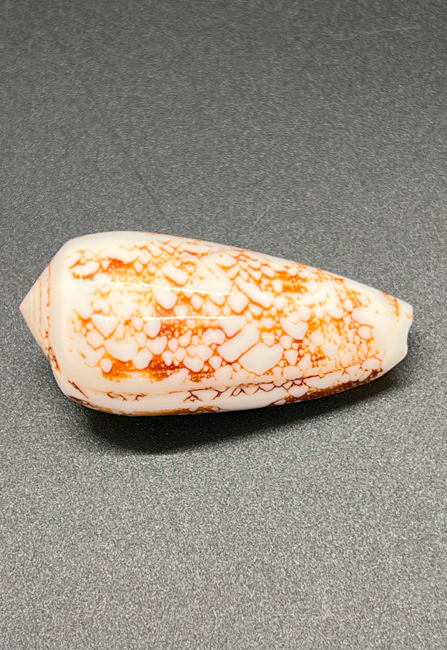 Polished Conus Omaria, Philippines