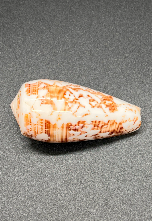 Polished Conus Striatis, Philippines