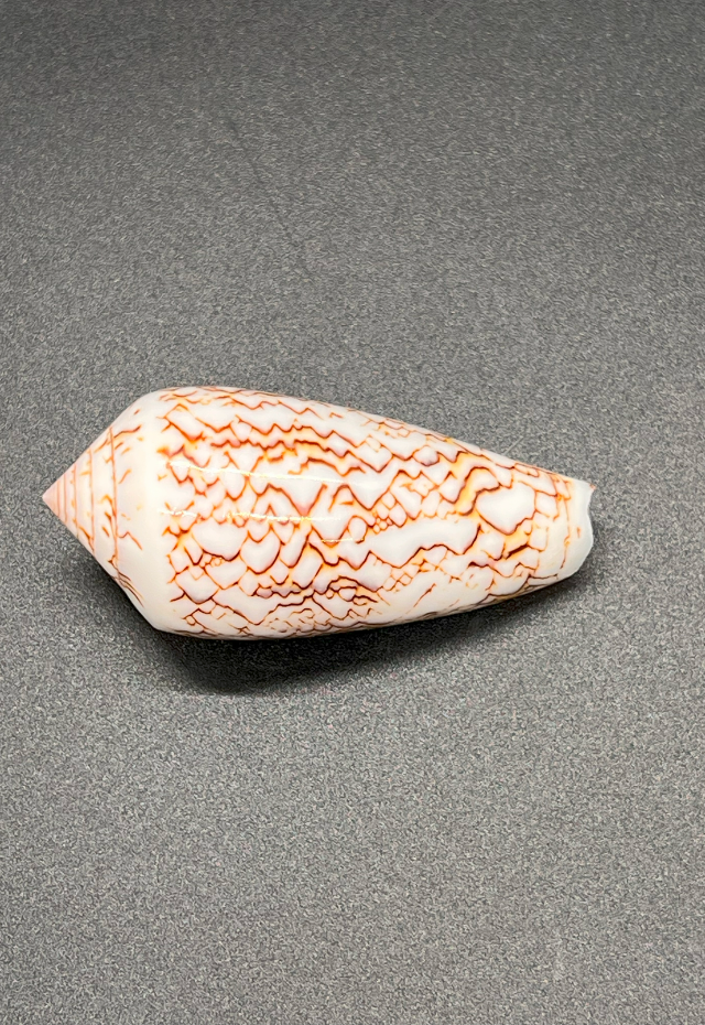 Polished Conus Textile, Philippines