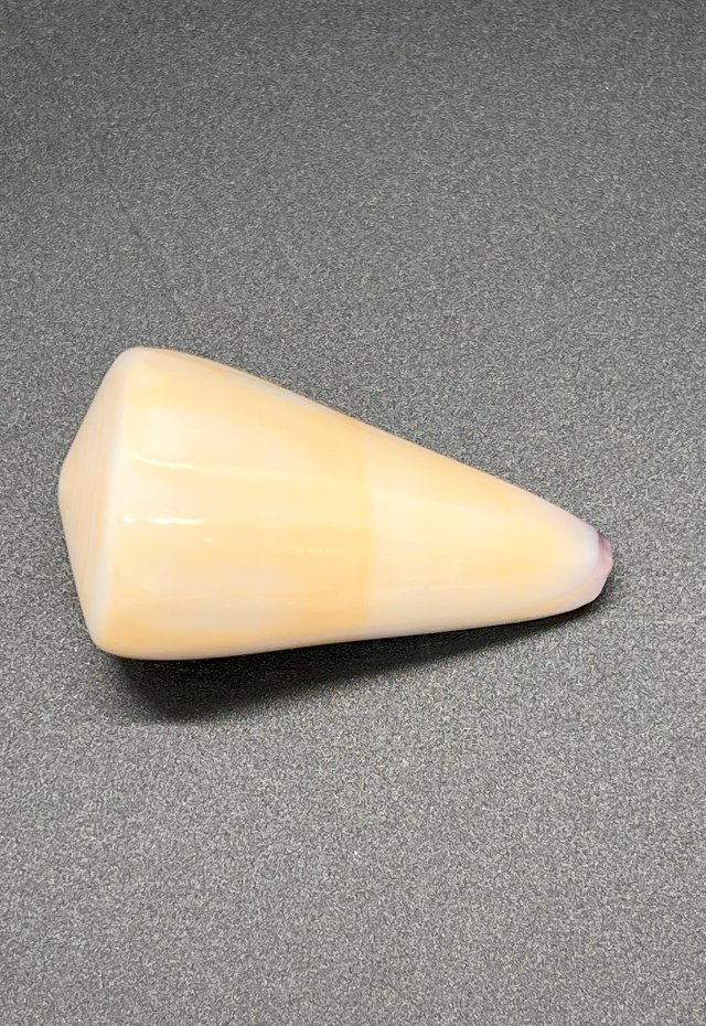 Polished Conus Virgo, Philippines