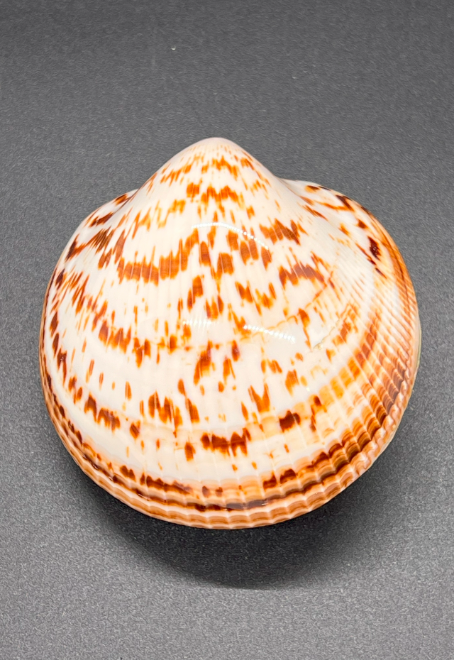 Polished Glycymeris Gigantea, Mexico