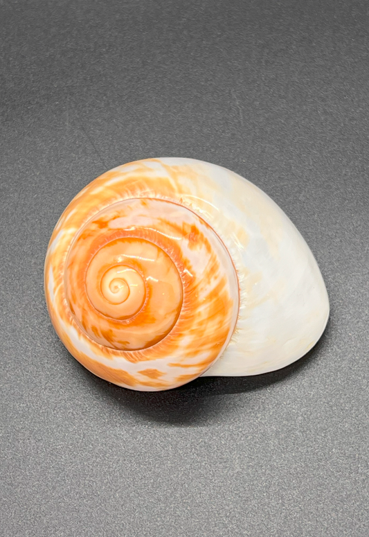 Polished Helicostyla Euhabra, Philippines