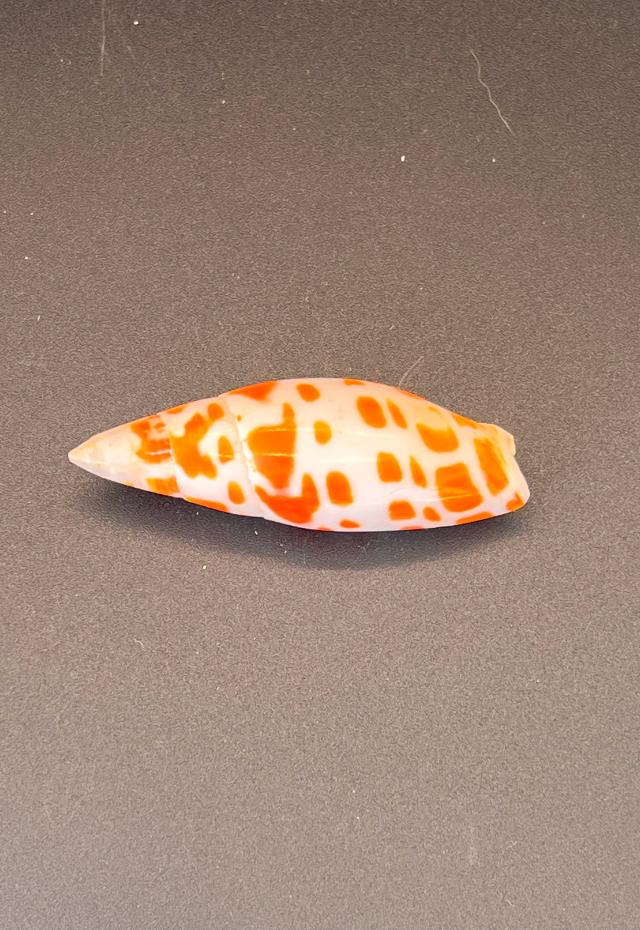 Polished Mitra Mitra, Philippines