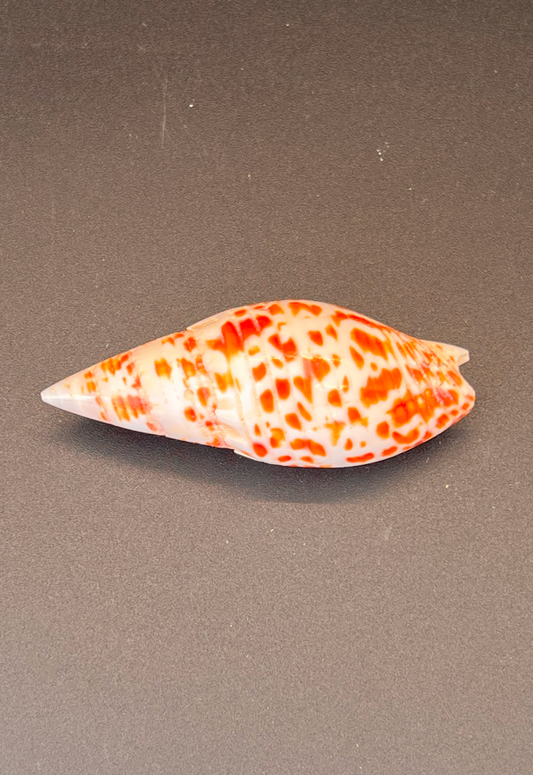 Polished Mitra Papalis, Philippines