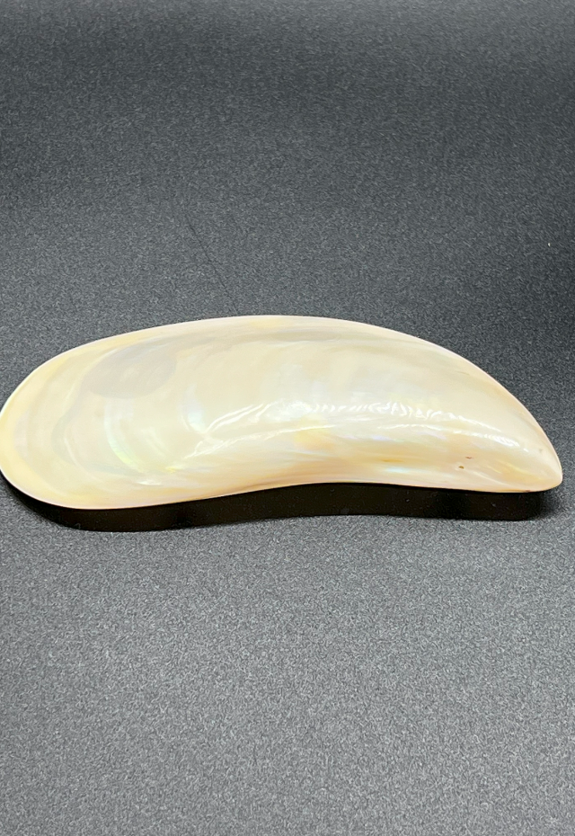 Polished Mytlius Aoteanus, New Zealand