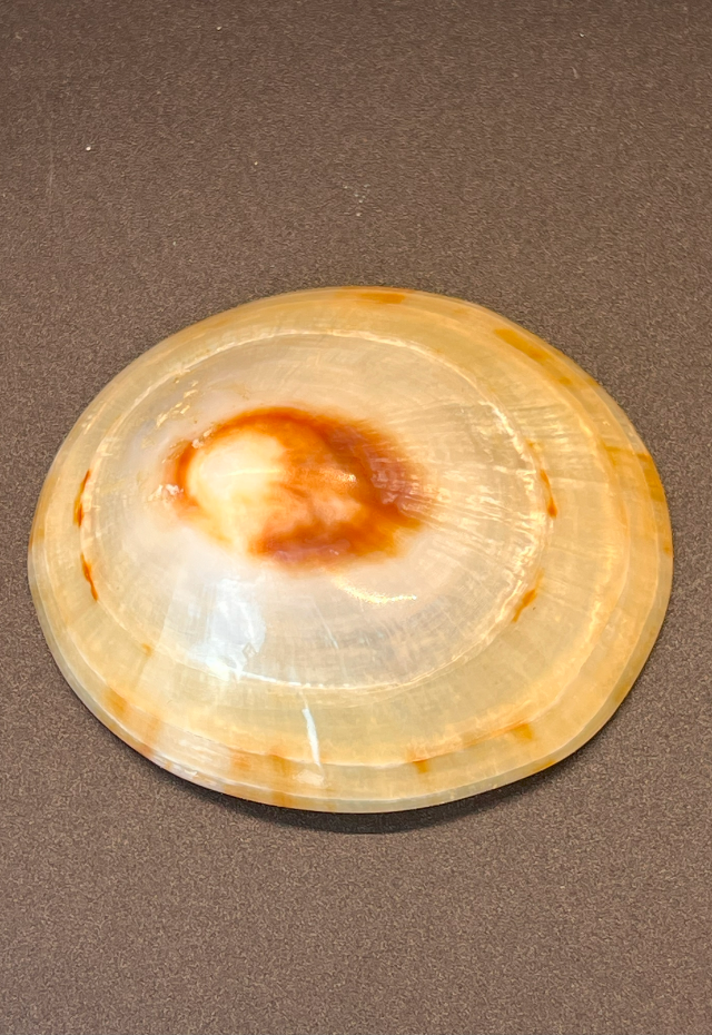 Polished Patella Testudinaria, Philippines