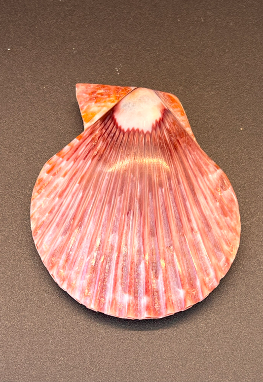 Polished Pecten Senatorious, Philippines