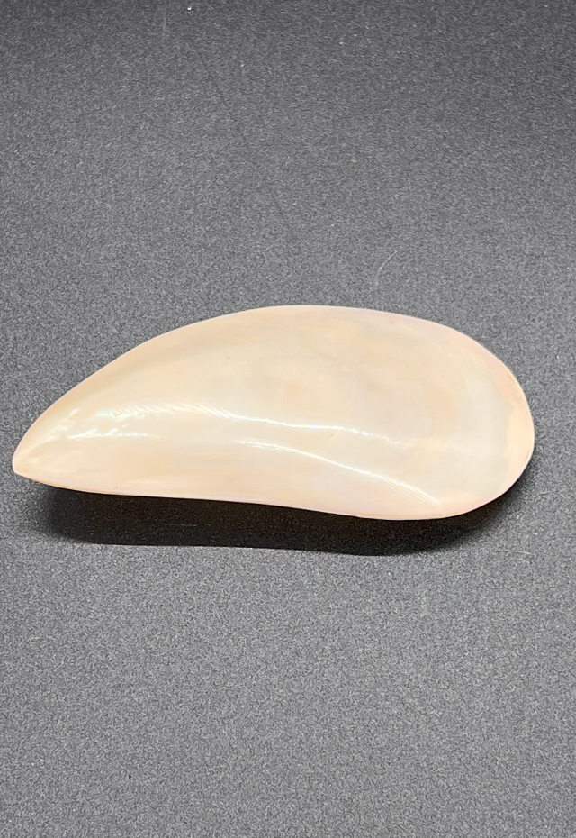 Polished Perna Viridis, Philippines