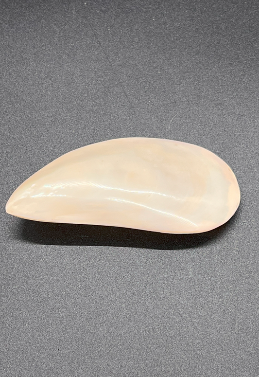 Polished Perna Viridis, Philippines