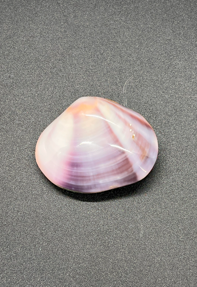 Polished Purple Clam, Philippines