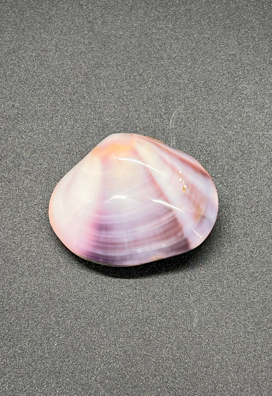 Polished Purple Clam, Philippines