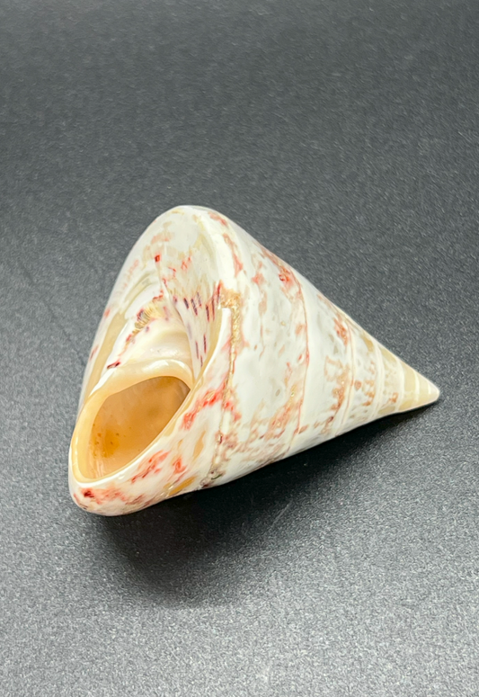 Polished Tectus Conus, Philippines