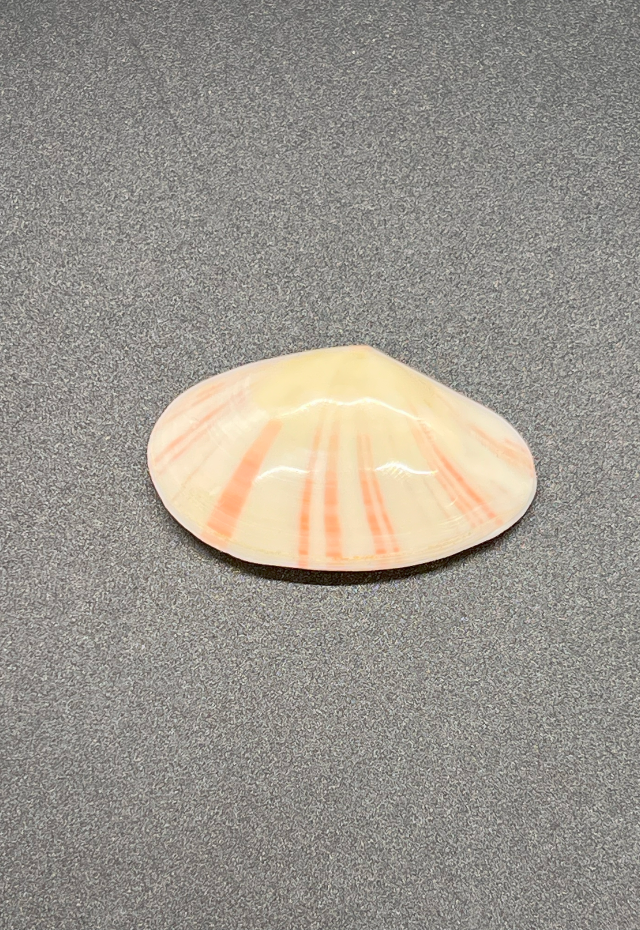 Polished Tellina Pulcherima, Philippines