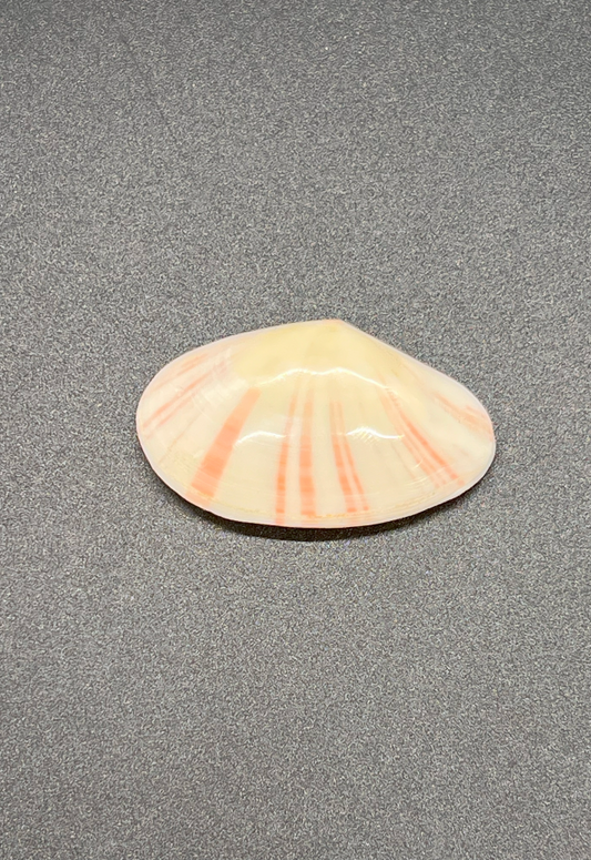 Polished Tellina Pulcherima, Philippines