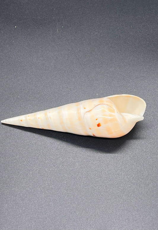 Polished Terebra Maculata, Philippines