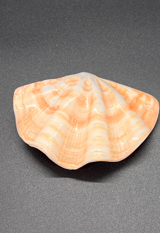 Polished Tridacna Squamosa, Philippines