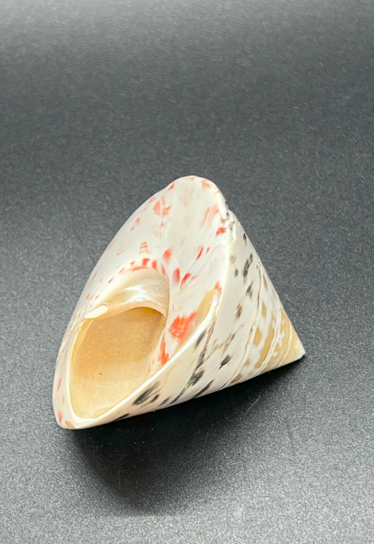 Polished Troca Niloticus, Philippines