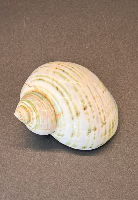 Polished Turbo Argyrostomus, Philippines