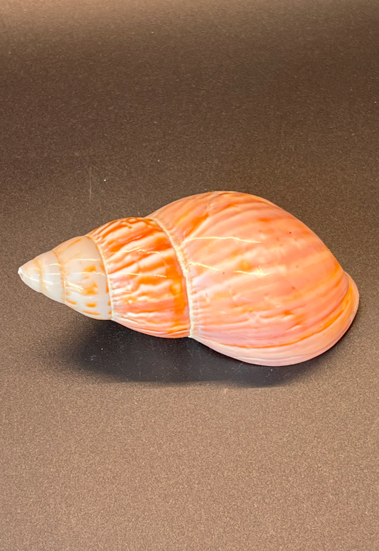 Polished Achatina Fulica, Philippines