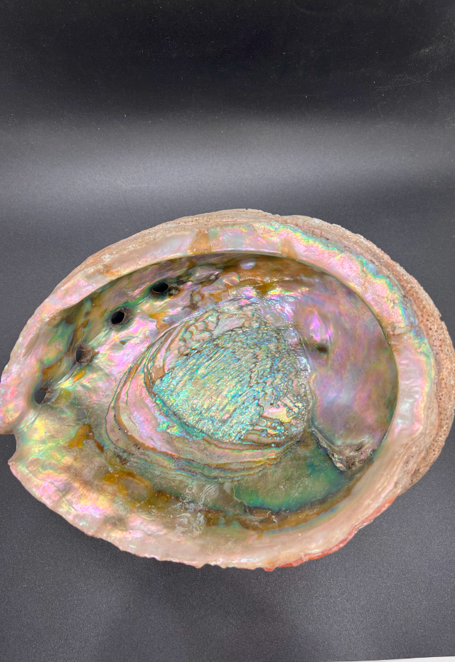 Red Abalone, California