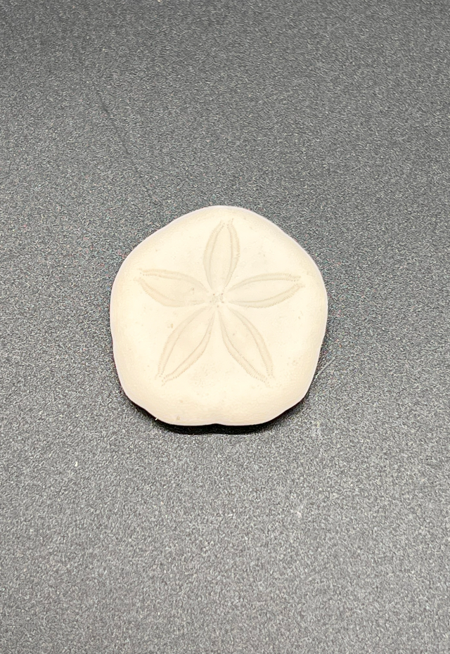 Sand Dollar Laginum Laginum, Philippines