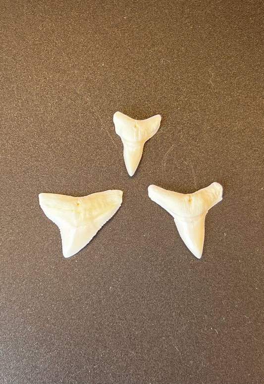 Shark Tooth, Philippines